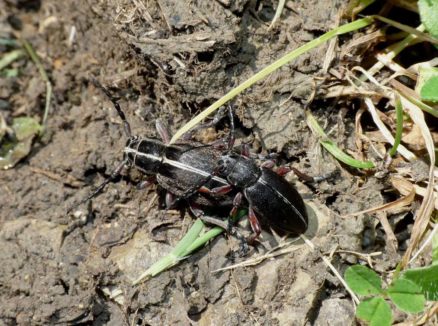 Dorcadion etruscum in accoppiamento